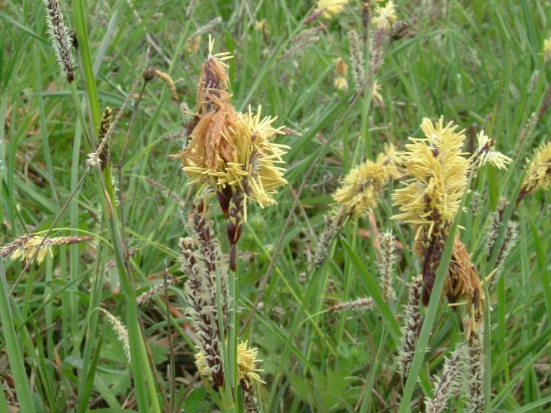 Carex flacca